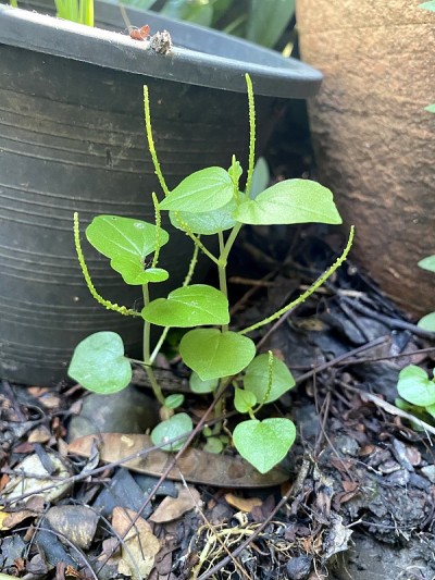 自然花园中的透明绿草