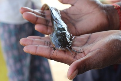 德西马格尔鱼在户内生物絮体单元马格尔鱼养殖在鲶鱼手中