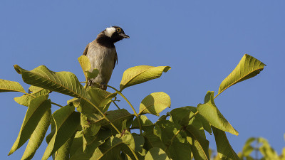 家园中树枝上的白耳鹎(Pycnonotus leucotis)