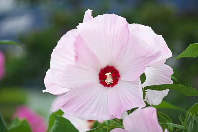 芙蓉