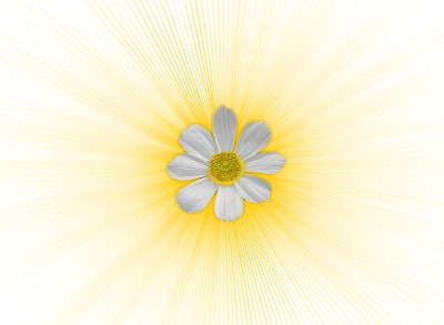 苗