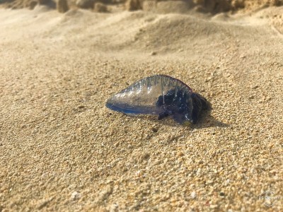 葡萄牙兵马俑