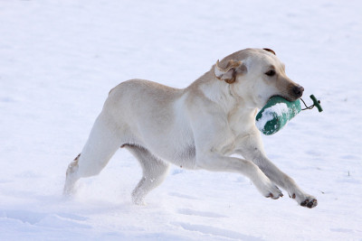 在雪地里玩拉布拉多寻回犬
