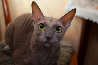 室内的猫