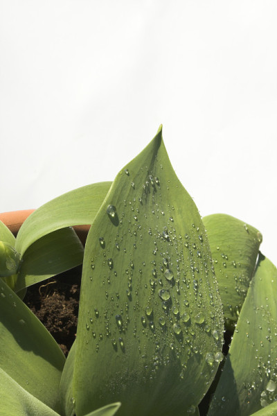 盆栽植物上的水滴