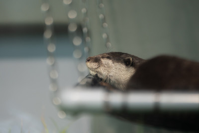 水獭睡觉