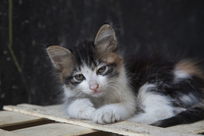 小猫的放松