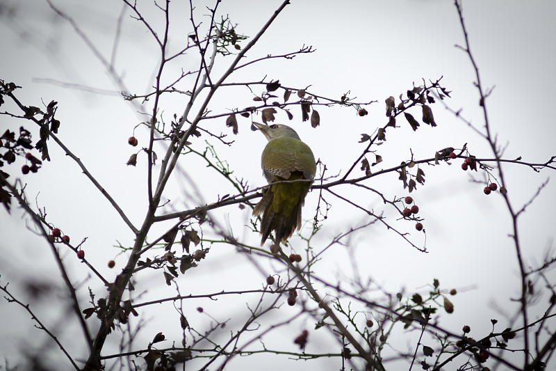 白头啄木鸟(Picus canus)