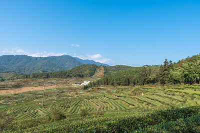 茶树上的花在茶园的阳光下