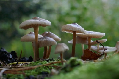 自然界中的小米色棕色蘑菇。黄棕色裂隙纤维头。