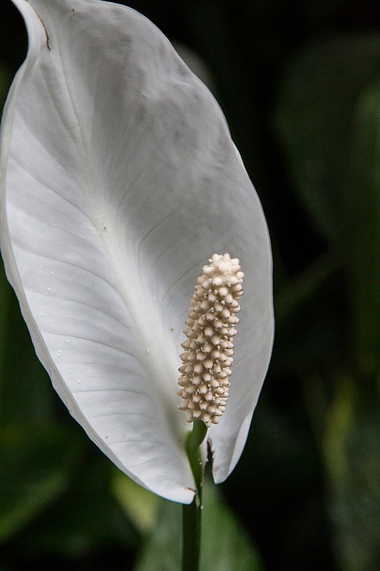 佛焰苞花