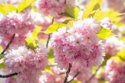 樱花