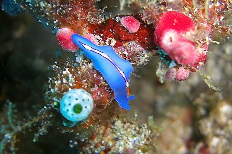 菲律宾海的Platworm (Pseudoceros Bificus)