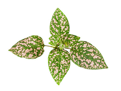 Hypoestes phyllostacbya叶
