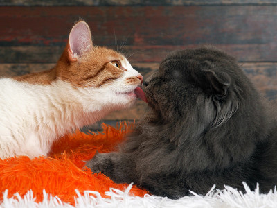 吻猫
