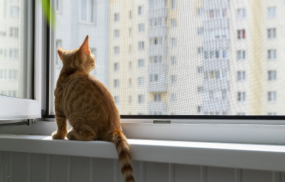 小猫在窗台上用防蚊防猫网