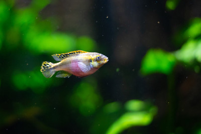 水族馆里的彩虹鸡翅