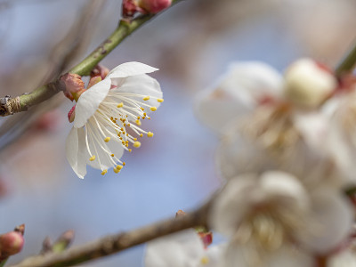 梅花