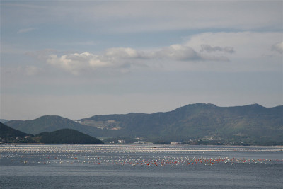 牡蛎养殖场在海里