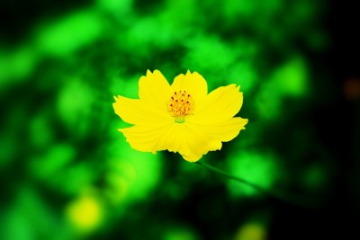 盛开的宇宙花朵的特写镜头
