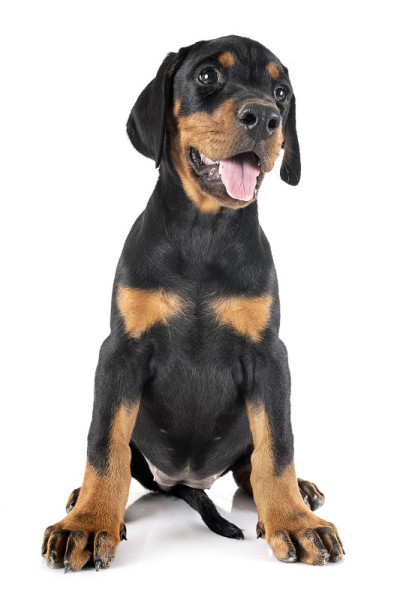 小狗杜宾犬