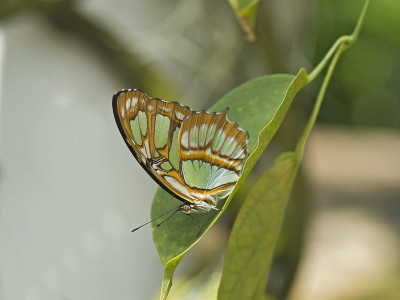 Butterfly-Malachite
