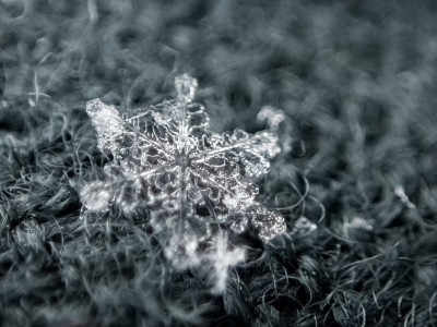雪花躺在羊毛上特写
