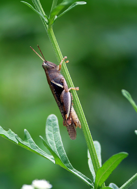 昆虫和蜻蜓