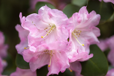 花选择