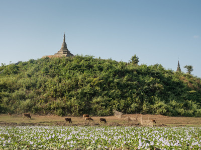 缅甸若开邦Mrauk-U老塔前的奶牛