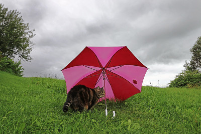 一只猫在雨天坐在伞下