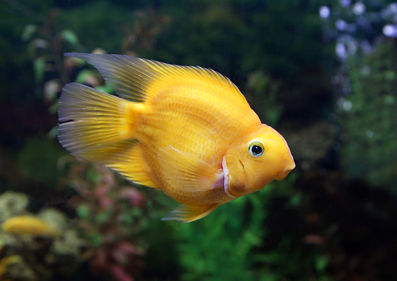 水族馆内部的刺鱼鹦鹉的黄色鱼