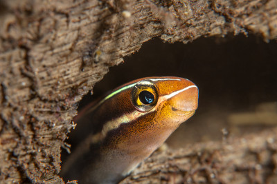 蓝色条纹Fangblenny