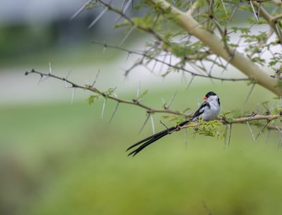 长尾尾whydah (Vidua macroura)，长着黑色的尾巴和鲜红色的喙，