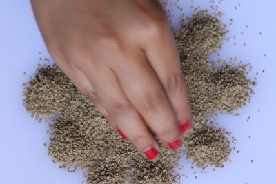 白色背景上的草药种子