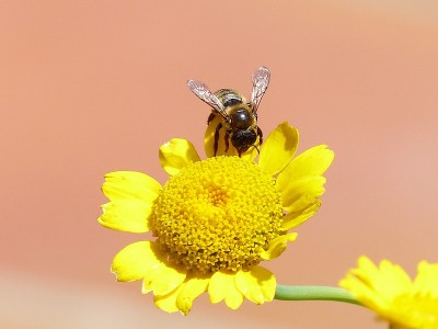 昆虫、蜜蜂、