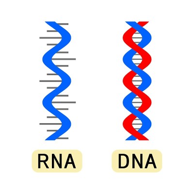 DNA与RNA