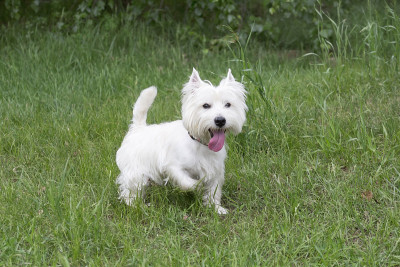 可爱的白色苏格兰小猎犬在夏季公园的绿色草地上散步。宠物动物