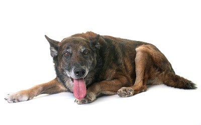 比利时牧羊犬马利诺斯犬