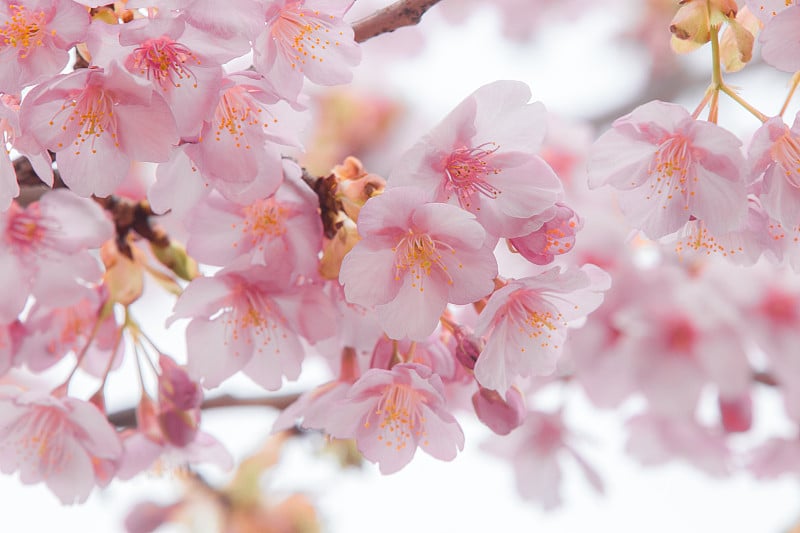 日本的樱花