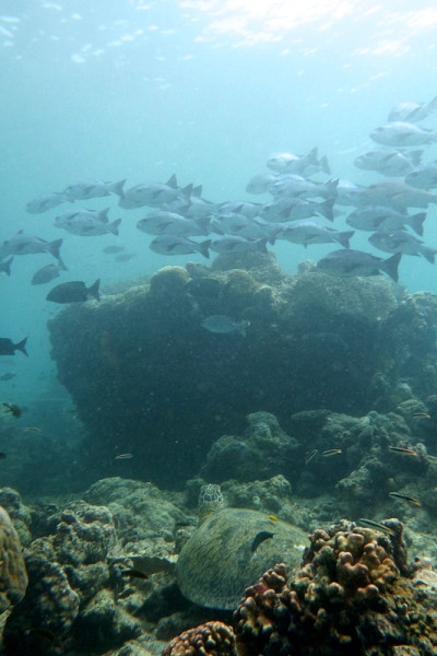 Turtles Sipadan记得