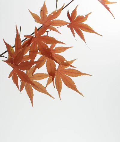 用日本枫树的秋叶树枝