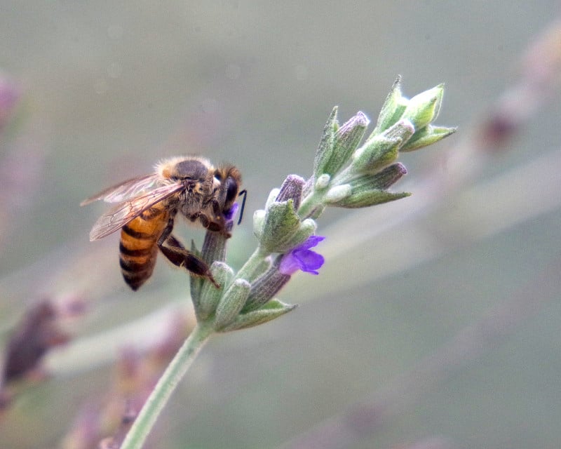 薰衣草花上的蜜蜂