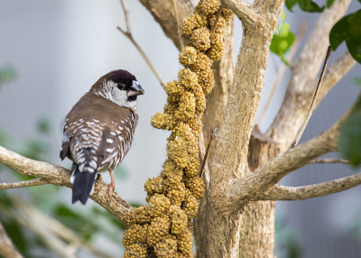 青铜曼尼克(Lonchura cucullata)