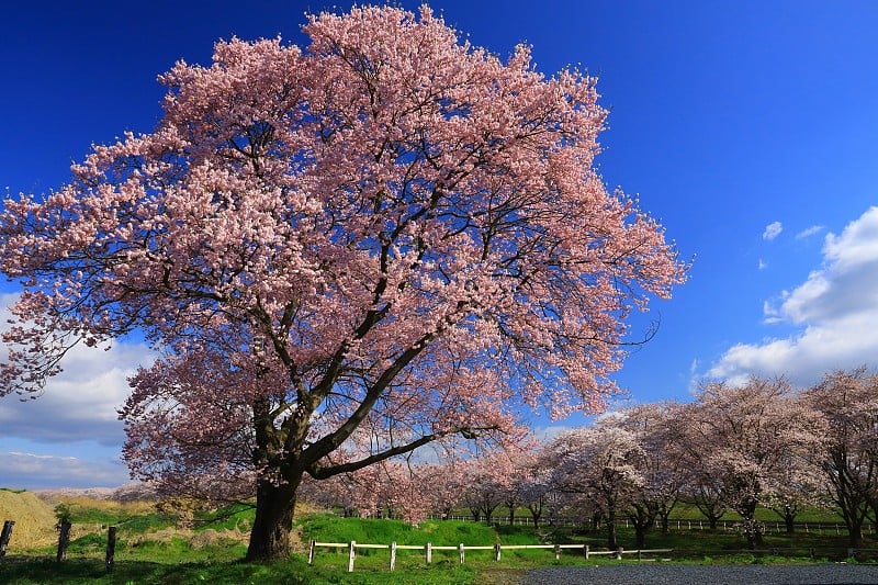 岩手县蓝天和樱花