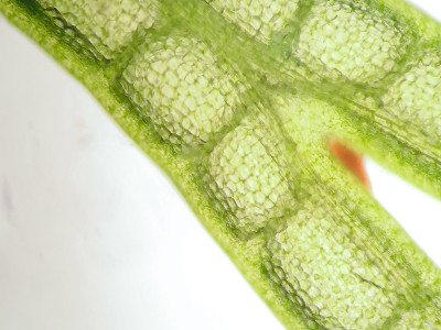 水生植物细胞的显微镜观察
