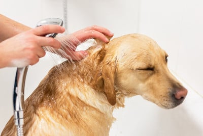 一只拉布拉多猎犬正在洗澡。