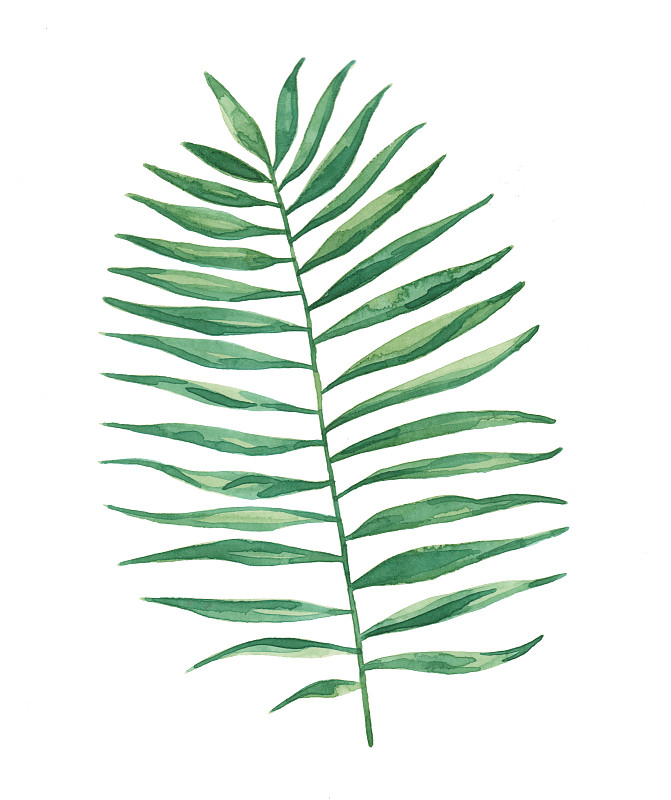 水彩热带棕榈叶画