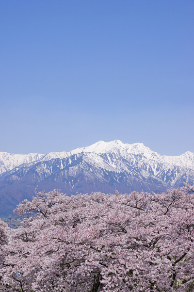 樱花与北阿尔卑斯山(长野县)