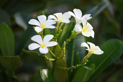 鸡蛋花花